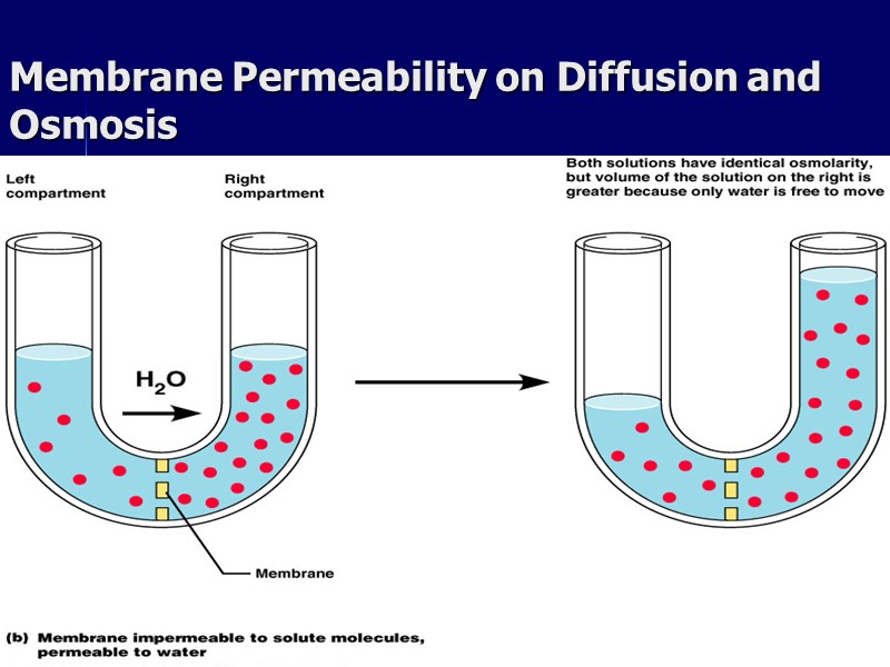 ahmad ata 39 Membrane Permeability on Diffusion and Osmosis